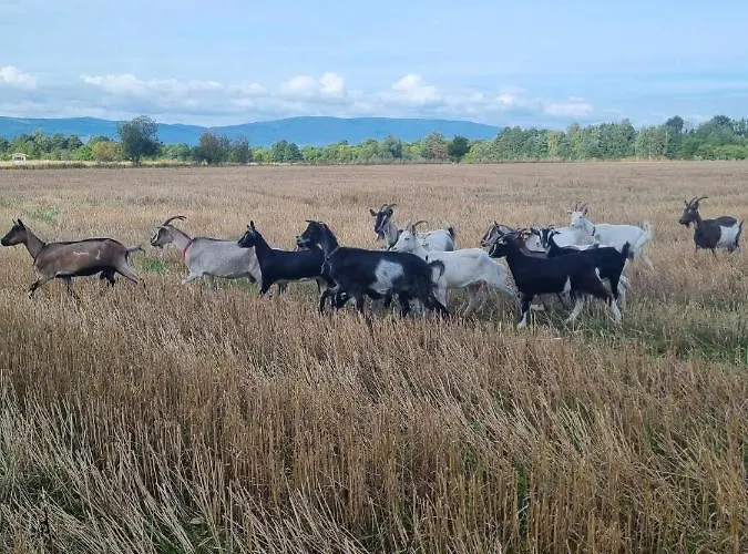Bajka-domek Na Wsi Domaszkow