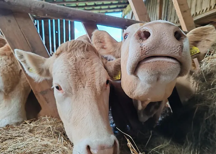 Bajka-domek Na Wsi * Domaszkow